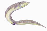 Pteroplax