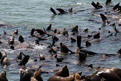 Sea Lions at Moss Landing