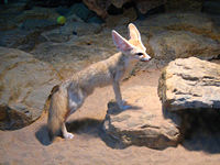 At Wilhelma Zoo, Germany