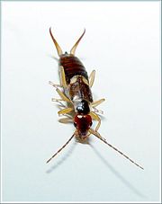 Common earwig