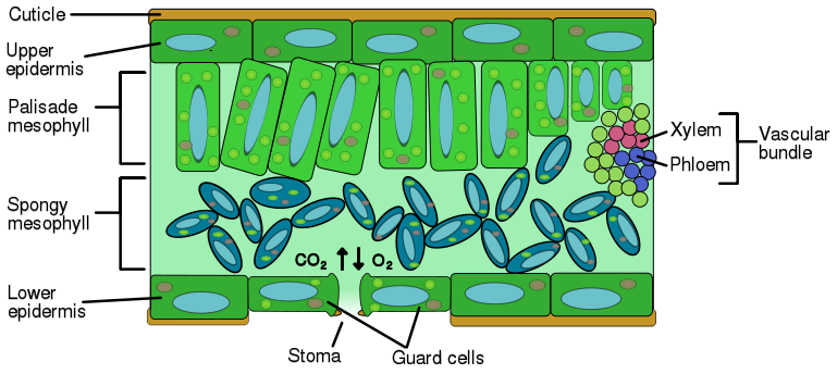 Image:Leaf anatomy.svg