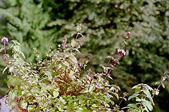 Oregano growing in a field.