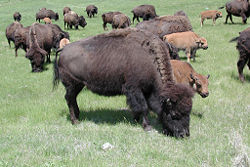 American bison grazing in Custer State Park