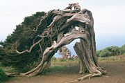 Juniperus phoenicea on El Hierro, Canary Islands