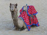 Jaisalmeri Camel