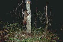 Fisher