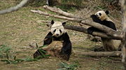 Pandas eating bamboo at the National Zoo in Washington, D.C.