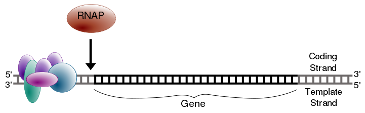 Image:Simple transcription initiation1.svg
