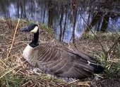 Saskatchewan Wetlands Canada Goose