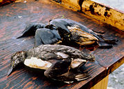 Oiled birds