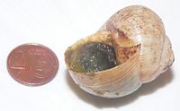 Escargot cooked with garlic and parsley butter in a shell (with a €0.02 coin as scale).
