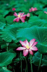 Waterlilies, Lotus Flower in Kakadu National Park