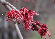Red Maple (Acer rubrum) flowers