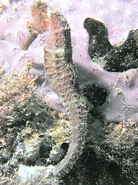 Seahorse, St. Croix, Virgin Islands