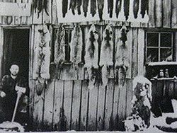 Nineteenth-century photo of a fur trapper working in the Mount St. Helens area.