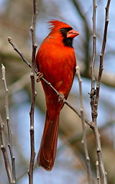 Cardinal, North Carolina state bird