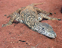 Perentie Lizard