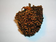 A whole root nodule.