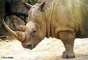 Wide lips distinguish the white rhino, not skin color, which is similar to the black rhino