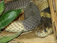 Coiled Cobra with hood dormant