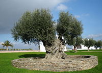 Large Olive Tree
