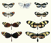 Plate from Bates illustrating Batesian mimicry between Dismorphia species (top row, third row) and various Ithomiini (Nymphalidae) (second row, bottom row).