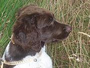 A dog's fur usually comprises both longer, stiffer, guard hairs—which can be straight, wiry, or wavy, and of various lengths—and an often hidden soft, short-haired undercoat.