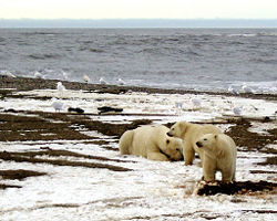 Polar bears on the Beaufort Sea coast.