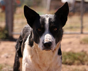 Mixed-breed dogs, such as this Australian Border Collie cross, are often desired as working animals for their robust health and intelligence.
