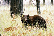 An American Black Bear with a conspicuous ear tag browsing on its natural foods in Yosemite Valley.