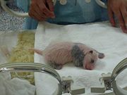 Newly born giant panda