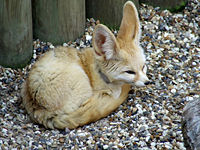 Fennec resting at Africa Alive in Lowestoft, England