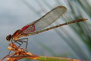 American Rubyspot Hetaerina americana