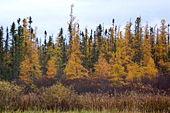 Tamarack Larch in fall colors, with Black Spruce