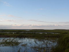 Marsh in Long Point, Ontario, Canada.