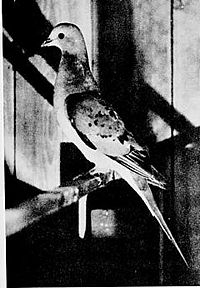 1898 photograph of a live Passenger Pigeon