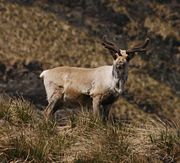 Southern-most reindeer: a South Georgian reindeer with velvet-covered antlers.