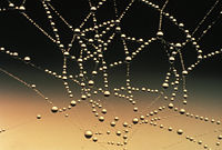 Dew drops adhering to a spider web.