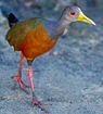 Grey-necked Wood-Rail (Aramides cajanea)