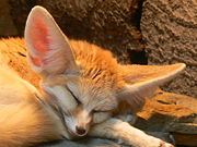 Fennec asleep at Wilhelma Zoo, Germany