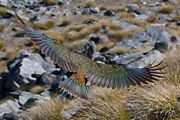 Kea