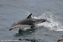 Dusky dolphin