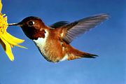 Rufous humming bird on a flower.