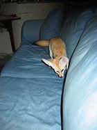 Pet explores a couch.