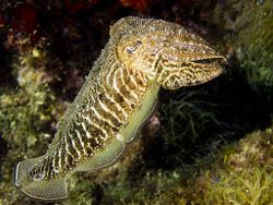 Sepia officinalis from Turkish waters