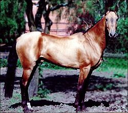 Akhal-Teke