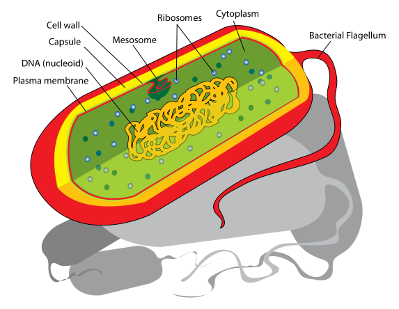Animal Cell Diagram With Labels And Functions. printable cell labeling