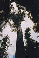 Mountain Ash, the world's tallest flowering plant.
