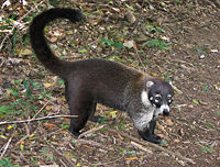 White-nosed Coati Nasua narica