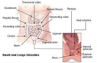 human colon anatomy